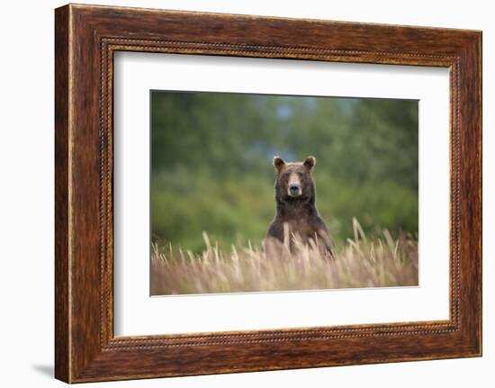 Grizzly Bear Standing over Tall Grass at Kukak Bay-Paul Souders-Framed Photographic Print