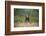 Grizzly Bear Standing over Tall Grass at Kukak Bay-Paul Souders-Framed Photographic Print