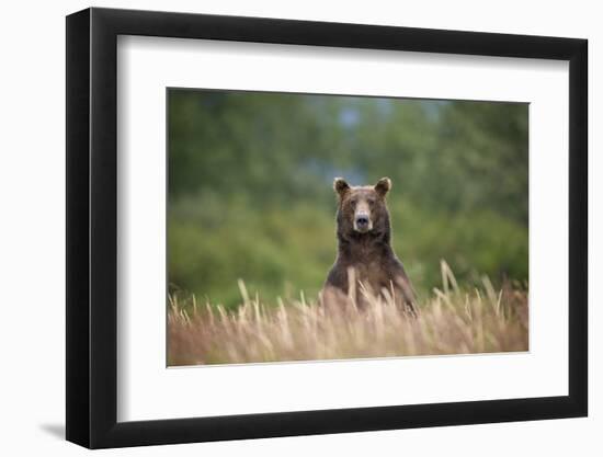 Grizzly Bear Standing over Tall Grass at Kukak Bay-Paul Souders-Framed Photographic Print