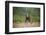 Grizzly Bear Standing over Tall Grass at Kukak Bay-Paul Souders-Framed Photographic Print