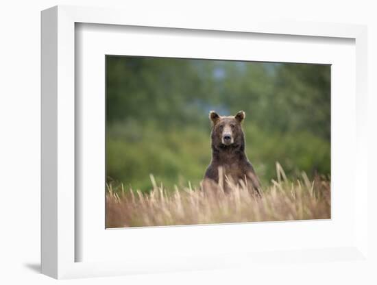 Grizzly Bear Standing over Tall Grass at Kukak Bay-Paul Souders-Framed Photographic Print