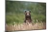 Grizzly Bear Standing over Tall Grass at Kukak Bay-Paul Souders-Mounted Photographic Print