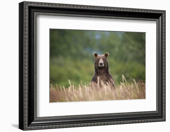 Grizzly Bear Standing over Tall Grass at Kukak Bay-Paul Souders-Framed Photographic Print