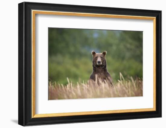 Grizzly Bear Standing over Tall Grass at Kukak Bay-Paul Souders-Framed Photographic Print