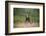 Grizzly Bear Standing over Tall Grass at Kukak Bay-Paul Souders-Framed Photographic Print