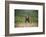 Grizzly Bear Standing over Tall Grass at Kukak Bay-Paul Souders-Framed Photographic Print