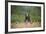 Grizzly Bear Standing over Tall Grass at Kukak Bay-Paul Souders-Framed Photographic Print