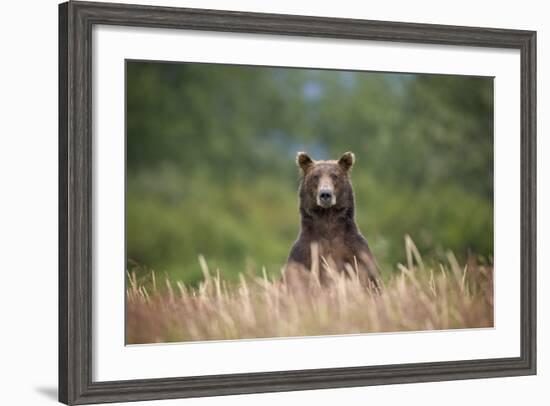 Grizzly Bear Standing over Tall Grass at Kukak Bay-Paul Souders-Framed Photographic Print