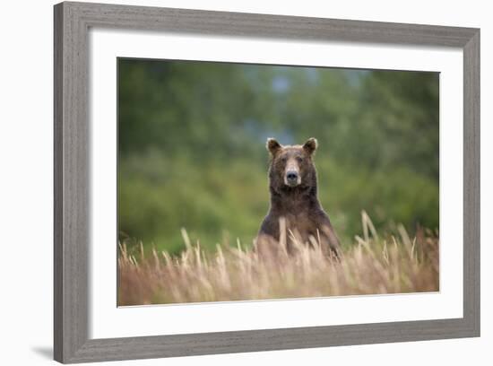 Grizzly Bear Standing over Tall Grass at Kukak Bay-Paul Souders-Framed Photographic Print