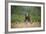 Grizzly Bear Standing over Tall Grass at Kukak Bay-Paul Souders-Framed Photographic Print