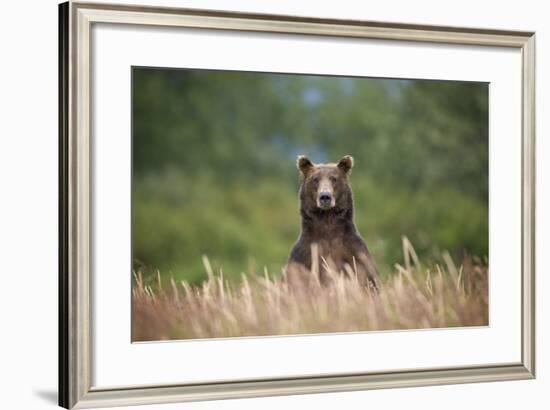 Grizzly Bear Standing over Tall Grass at Kukak Bay-Paul Souders-Framed Photographic Print