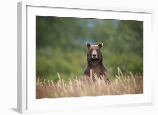 Grizzly Bear Standing over Tall Grass at Kukak Bay-Paul Souders-Framed Photographic Print