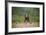 Grizzly Bear Standing over Tall Grass at Kukak Bay-Paul Souders-Framed Photographic Print