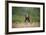 Grizzly Bear Standing over Tall Grass at Kukak Bay-Paul Souders-Framed Photographic Print