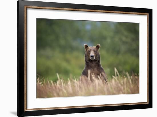 Grizzly Bear Standing over Tall Grass at Kukak Bay-Paul Souders-Framed Photographic Print