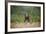 Grizzly Bear Standing over Tall Grass at Kukak Bay-Paul Souders-Framed Photographic Print