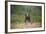 Grizzly Bear Standing over Tall Grass at Kukak Bay-Paul Souders-Framed Photographic Print