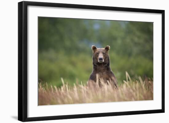 Grizzly Bear Standing over Tall Grass at Kukak Bay-Paul Souders-Framed Photographic Print