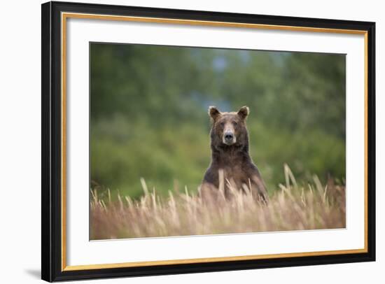 Grizzly Bear Standing over Tall Grass at Kukak Bay-Paul Souders-Framed Photographic Print