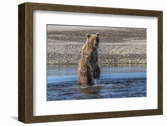 Grizzly bear standing while fishing, Lake Clark National Park and Preserve, Alaska-Adam Jones-Framed Photographic Print