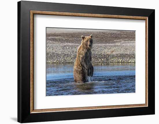 Grizzly bear standing while fishing, Lake Clark National Park and Preserve, Alaska-Adam Jones-Framed Photographic Print