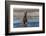 Grizzly bear standing while fishing, Lake Clark National Park and Preserve, Alaska-Adam Jones-Framed Photographic Print