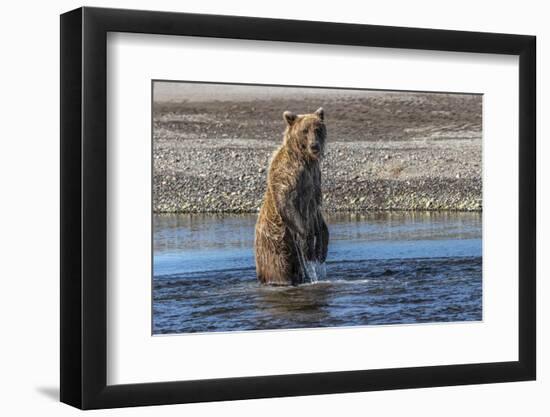 Grizzly bear standing while fishing, Lake Clark National Park and Preserve, Alaska-Adam Jones-Framed Photographic Print