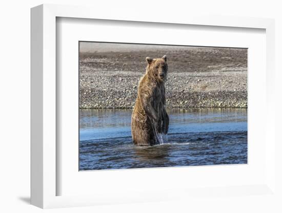 Grizzly bear standing while fishing, Lake Clark National Park and Preserve, Alaska-Adam Jones-Framed Photographic Print