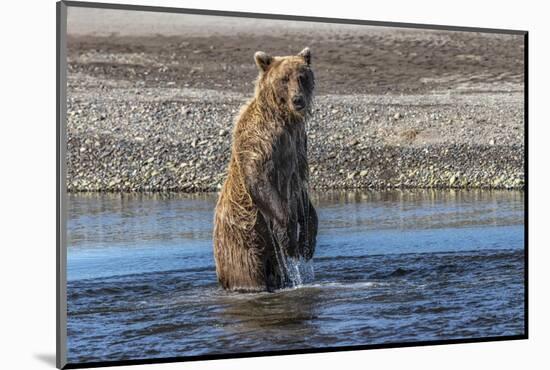 Grizzly bear standing while fishing, Lake Clark National Park and Preserve, Alaska-Adam Jones-Mounted Photographic Print