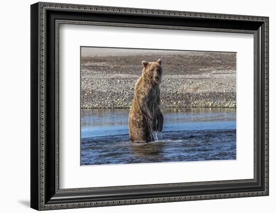 Grizzly bear standing while fishing, Lake Clark National Park and Preserve, Alaska-Adam Jones-Framed Photographic Print