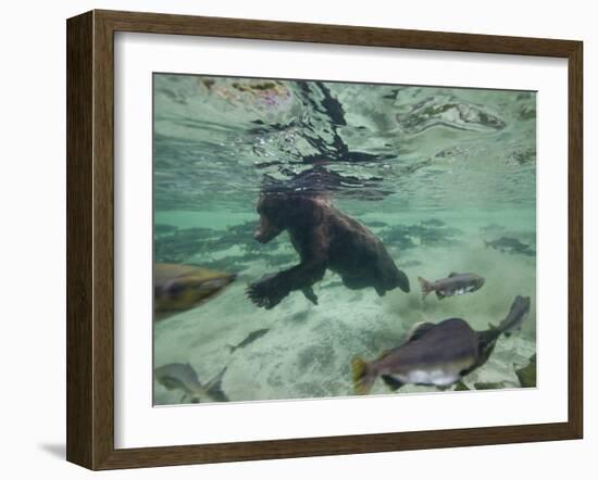 Grizzly Bear Swimming after Spawning Salmon in Kuliak Bay, Katmai National Park, Alaska, Usa-Paul Souders-Framed Photographic Print