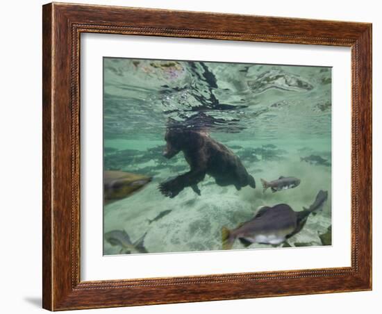 Grizzly Bear Swimming after Spawning Salmon in Kuliak Bay, Katmai National Park, Alaska, Usa-Paul Souders-Framed Photographic Print