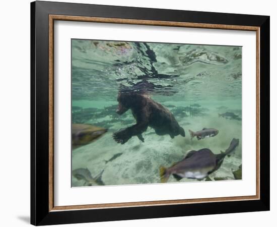 Grizzly Bear Swimming after Spawning Salmon in Kuliak Bay, Katmai National Park, Alaska, Usa-Paul Souders-Framed Photographic Print