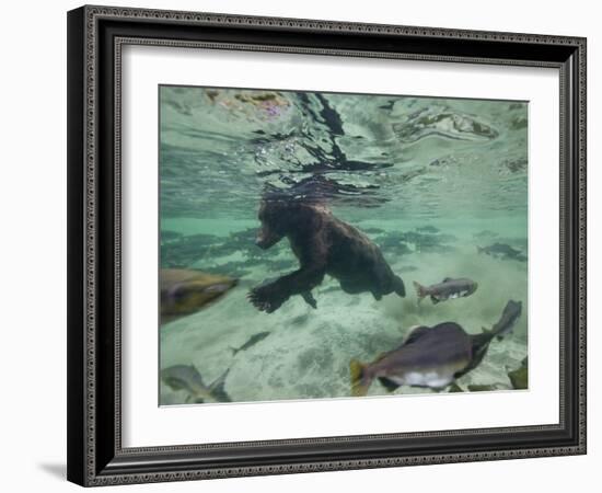 Grizzly Bear Swimming after Spawning Salmon in Kuliak Bay, Katmai National Park, Alaska, Usa-Paul Souders-Framed Photographic Print