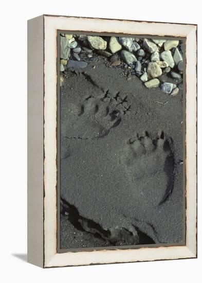 Grizzly Bear Tracks, Denali National Park, Alaska, USA-Gerry Reynolds-Framed Premier Image Canvas