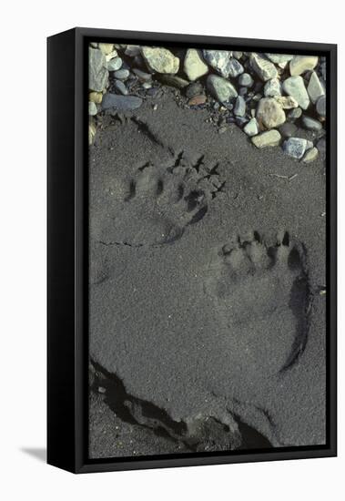 Grizzly Bear Tracks, Denali National Park, Alaska, USA-Gerry Reynolds-Framed Premier Image Canvas