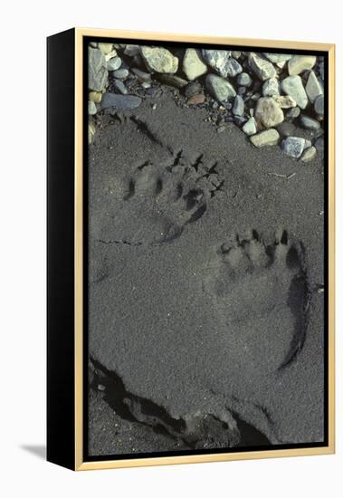 Grizzly Bear Tracks, Denali National Park, Alaska, USA-Gerry Reynolds-Framed Premier Image Canvas