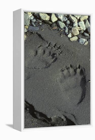 Grizzly Bear Tracks, Denali National Park, Alaska, USA-Gerry Reynolds-Framed Premier Image Canvas