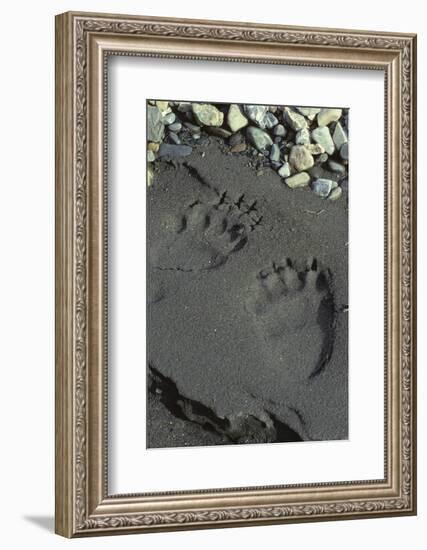 Grizzly Bear Tracks, Denali National Park, Alaska, USA-Gerry Reynolds-Framed Photographic Print