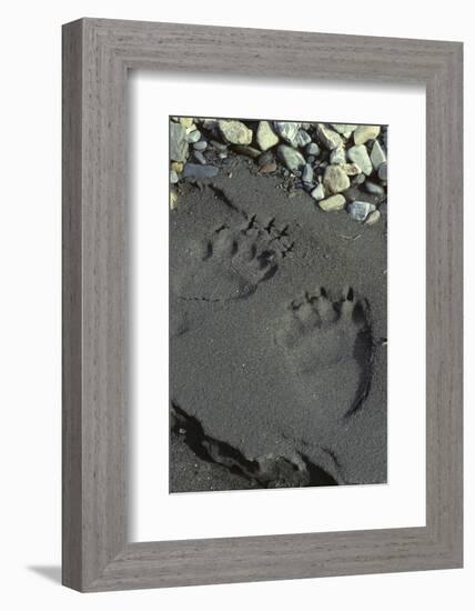 Grizzly Bear Tracks, Denali National Park, Alaska, USA-Gerry Reynolds-Framed Photographic Print