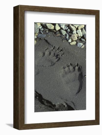 Grizzly Bear Tracks, Denali National Park, Alaska, USA-Gerry Reynolds-Framed Photographic Print