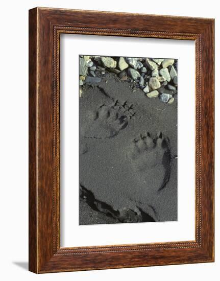 Grizzly Bear Tracks, Denali National Park, Alaska, USA-Gerry Reynolds-Framed Photographic Print