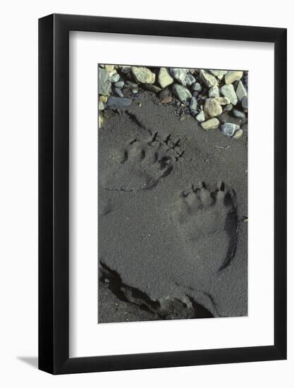 Grizzly Bear Tracks, Denali National Park, Alaska, USA-Gerry Reynolds-Framed Photographic Print