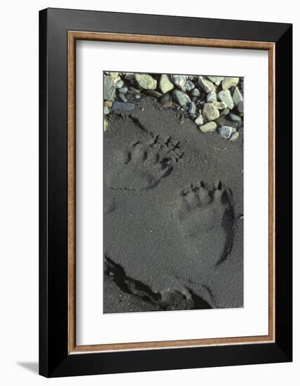 Grizzly Bear Tracks, Denali National Park, Alaska, USA-Gerry Reynolds-Framed Photographic Print