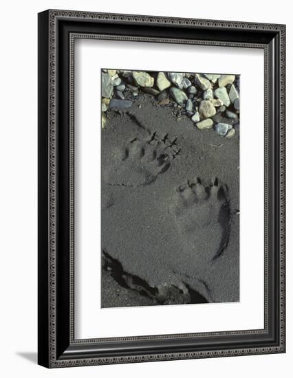 Grizzly Bear Tracks, Denali National Park, Alaska, USA-Gerry Reynolds-Framed Photographic Print