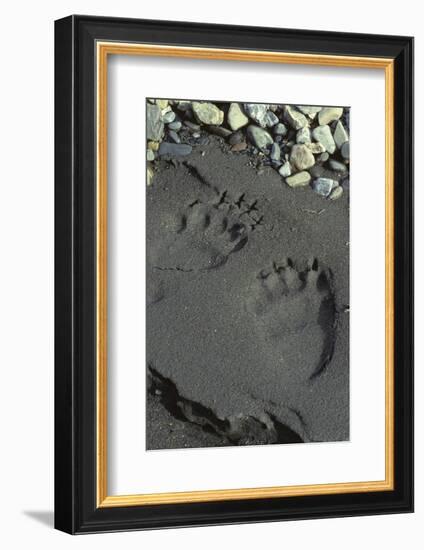 Grizzly Bear Tracks, Denali National Park, Alaska, USA-Gerry Reynolds-Framed Photographic Print