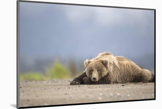 Grizzly Bear (Ursus arctos) asleep, Lake Clarke National Park, Alaska, September-Danny Green-Mounted Photographic Print