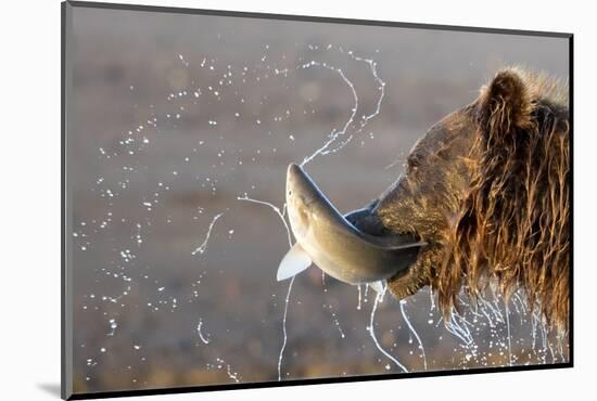 Grizzly Bear (Ursus arctos)  eating a fish, Lake Clarke National Park, Alaska, August-Danny Green-Mounted Photographic Print