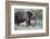 Grizzly Bear (Ursus Arctos Horribilis), Glacier National Park, Montana, United States of America-James Hager-Framed Photographic Print
