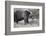 Grizzly Bear (Ursus Arctos Horribilis), Glacier National Park, Montana, United States of America-James Hager-Framed Photographic Print